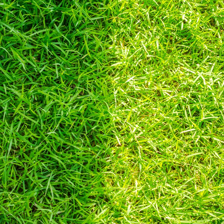 ARTFICIAL GRASS_ TURF_